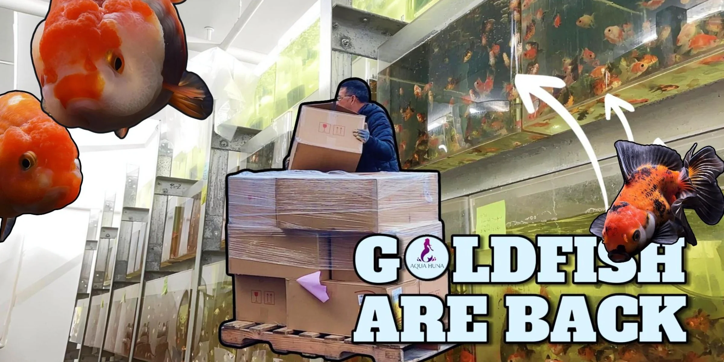 Exotic Tropical Fish Delivered Fast